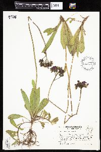 Hieracium aurantiacum image