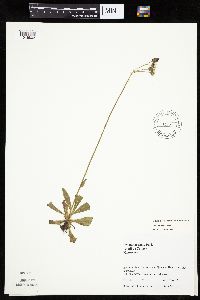 Hieracium aurantiacum image