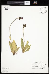 Hieracium aurantiacum image