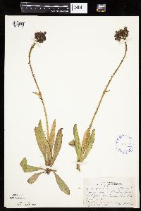 Hieracium aurantiacum image