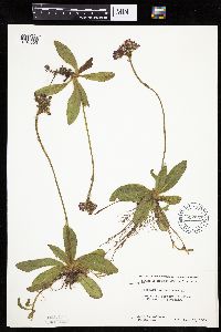 Hieracium aurantiacum image