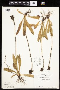 Hieracium aurantiacum image
