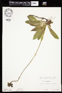 Hieracium aurantiacum image