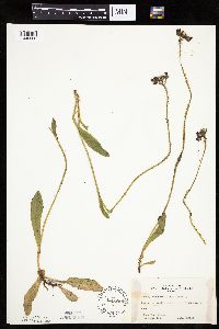 Hieracium aurantiacum image