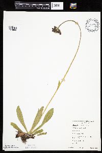 Hieracium aurantiacum image