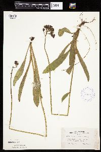 Hieracium aurantiacum image