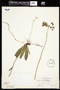 Hieracium aurantiacum image