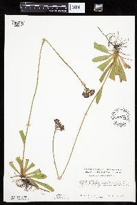 Hieracium aurantiacum image