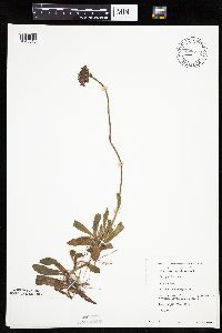 Hieracium aurantiacum image