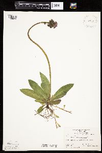 Hieracium aurantiacum image