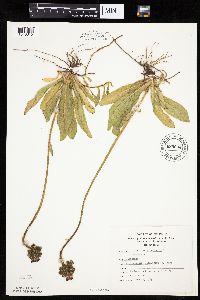 Hieracium aurantiacum image