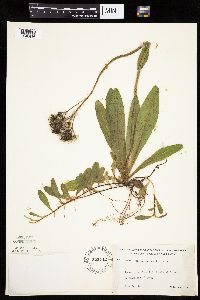 Hieracium aurantiacum image