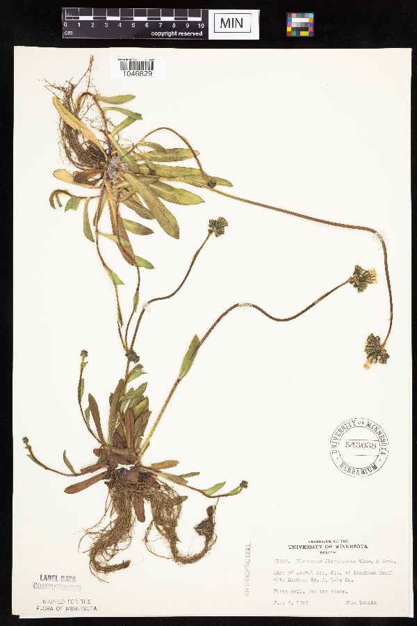 Hieracium x floribundum image