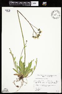 Hieracium x floribundum image