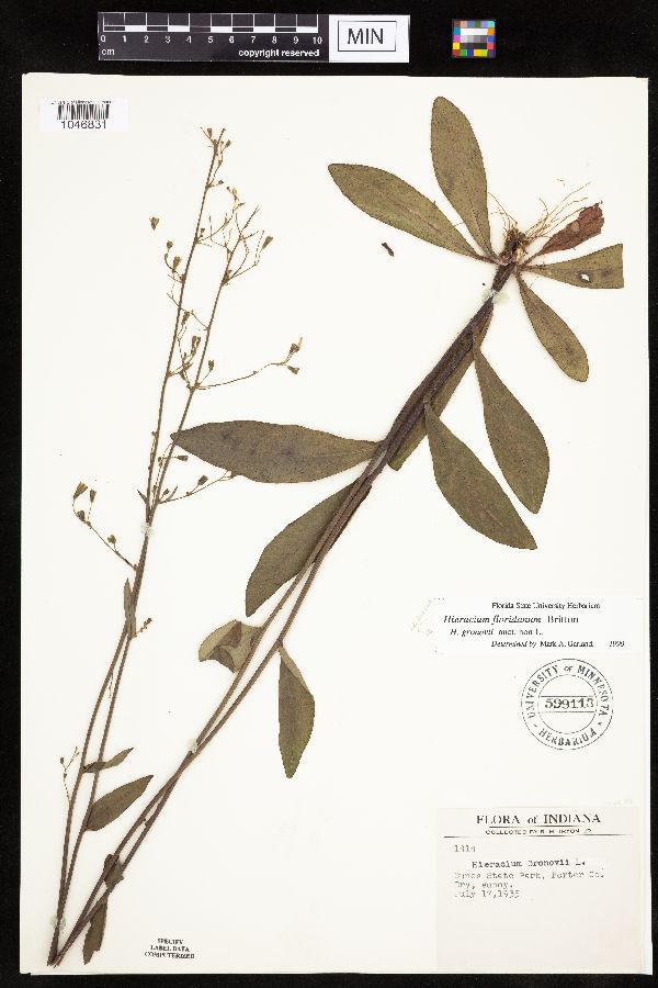 Hieracium gronovii image