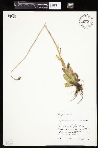 Image of Hieracium longipilum
