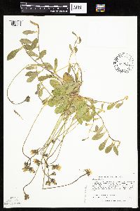 Hieracium pilosella image