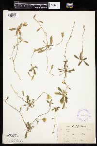 Hieracium pilosella image