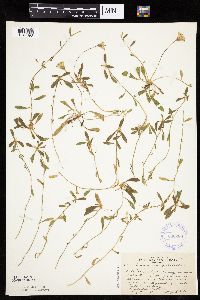 Hieracium pilosella image