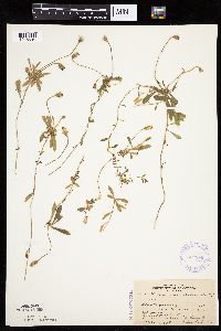 Hieracium pilosella image