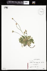 Hieracium pilosella image