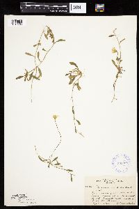 Hieracium pilosella image