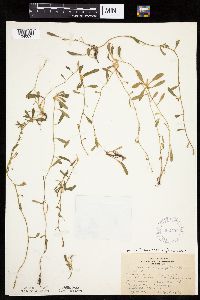 Hieracium pilosella image