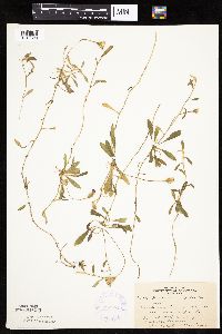 Hieracium pilosella image