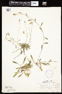 Hieracium pilosella image