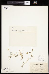 Hieracium pilosella image