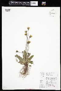 Hieracium pilosella image