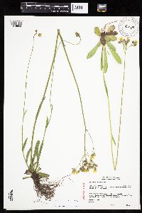 Hieracium piloselloides image