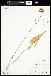 Hieracium piloselloides image