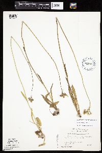 Hieracium piloselloides image