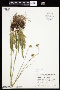 Hieracium piloselloides image