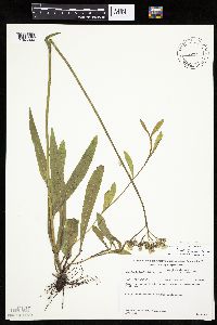 Hieracium piloselloides image