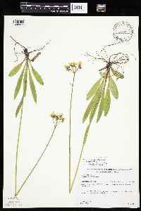 Hieracium piloselloides image