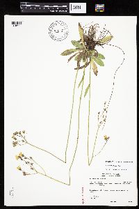 Hieracium piloselloides image