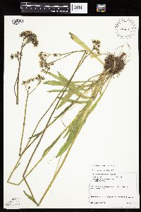 Hieracium piloselloides image