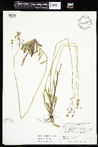 Hieracium piloselloides image