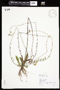 Hieracium piloselloides image