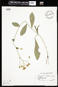 Hieracium scabrum image