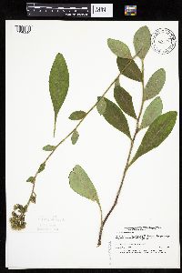 Hieracium scabrum image