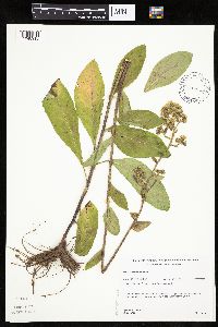 Hieracium scabrum image
