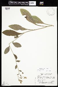Hieracium scabrum image