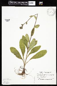 Hieracium scabrum image