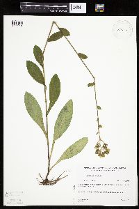 Hieracium scabrum image