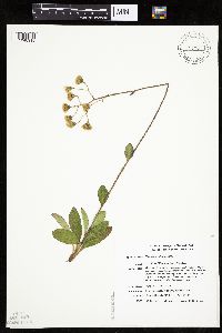 Hieracium scabrum image