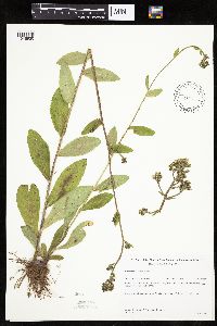 Hieracium scabrum image
