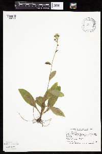 Hieracium scabrum image